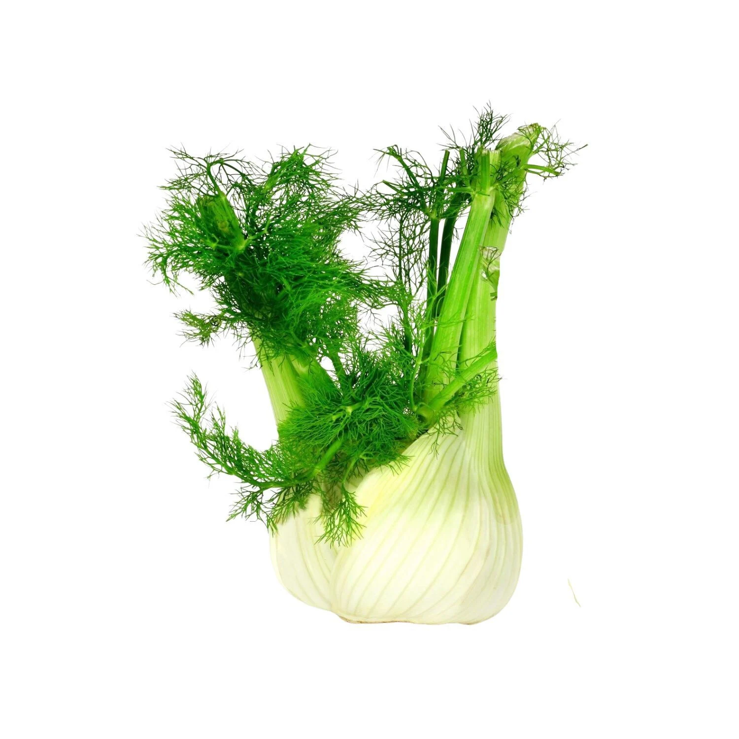 fenouil